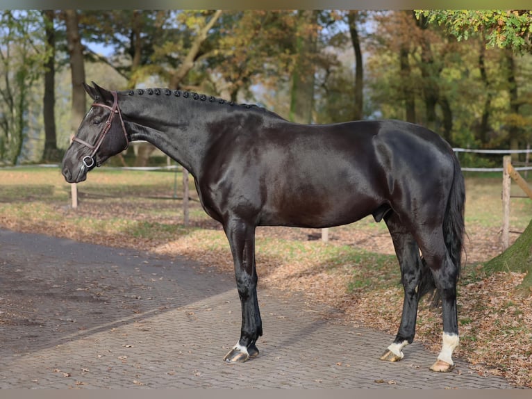 Brandenburg Warmblood Gelding 5 years 17,3 hh Black in Diepholz