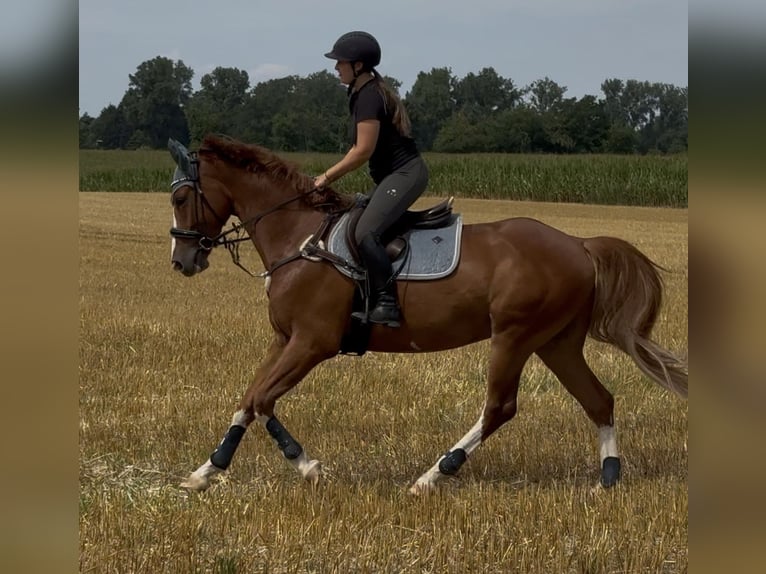 Brandenburg Warmblood Gelding 6 years 16.1 hh Chestnut-Red in Pulheim