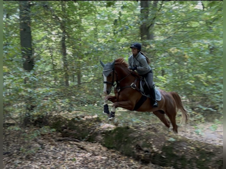 Brandenburg Warmblood Gelding 6 years 16.1 hh Chestnut-Red in Pulheim