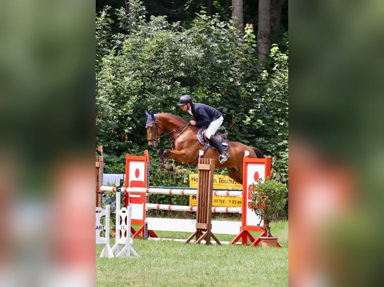 Brandenburg Warmblood Gelding 6 years 16,1 hh Brown in Langenbernsdorf