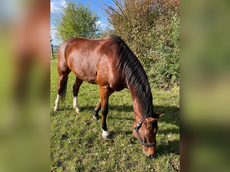 Brandenburg Warmblood Gelding 7 years 15,2 hh Brown in Eisleben