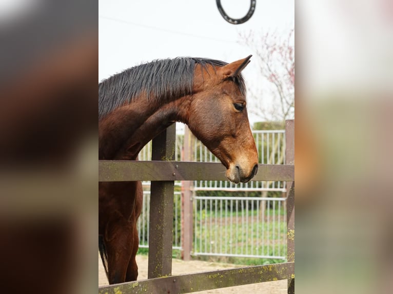 Brandenburg Warmblood Gelding 7 years 15,2 hh Brown in Eisleben