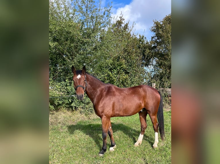 Brandenburg Warmblood Gelding 7 years 15,2 hh Brown in Eisleben