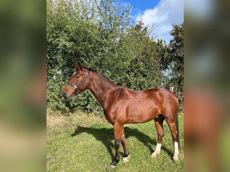 Brandenburg Warmblood Gelding 7 years 15,2 hh Brown in Eisleben