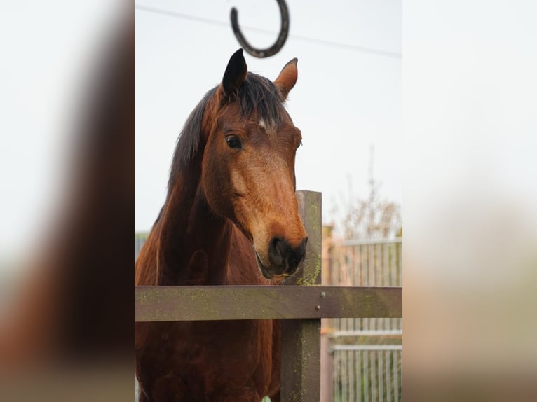 Brandenburg Warmblood Gelding 7 years 15,2 hh Brown in Eisleben