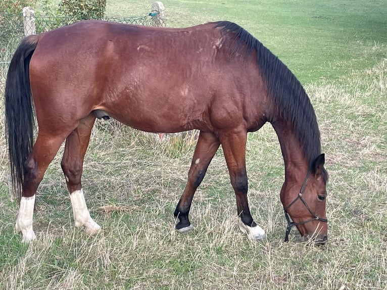 Brandenburg Warmblood Gelding 7 years 15,2 hh Brown in Eisleben