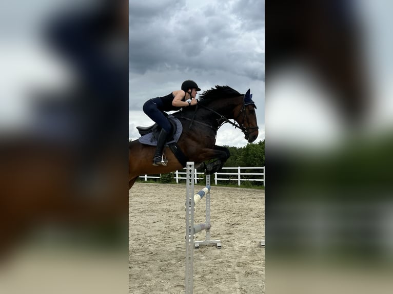 Brandenburg Warmblood Gelding 8 years 16,3 hh Brown in Königswinter