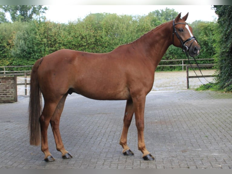 Brandenburg Warmblood Gelding 8 years 16,1 hh Chestnut-Red in Gronau (Westfalen)