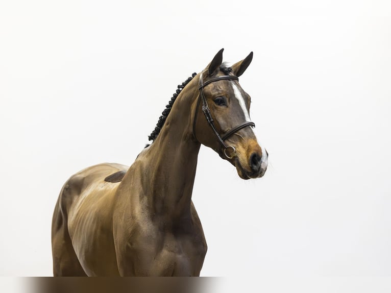 Brandenburg Warmblood Gelding 8 years 17,3 hh Brown in Waddinxveen