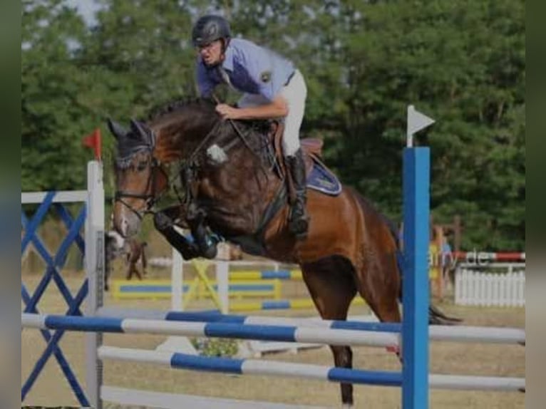 Brandenburg Warmblood Gelding 8 years Brown in Kremitzaue Polzen