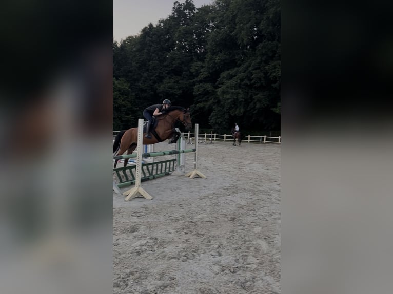 Brandenburg Warmblood Mare 10 years 14,3 hh Brown in Lüdersdorf