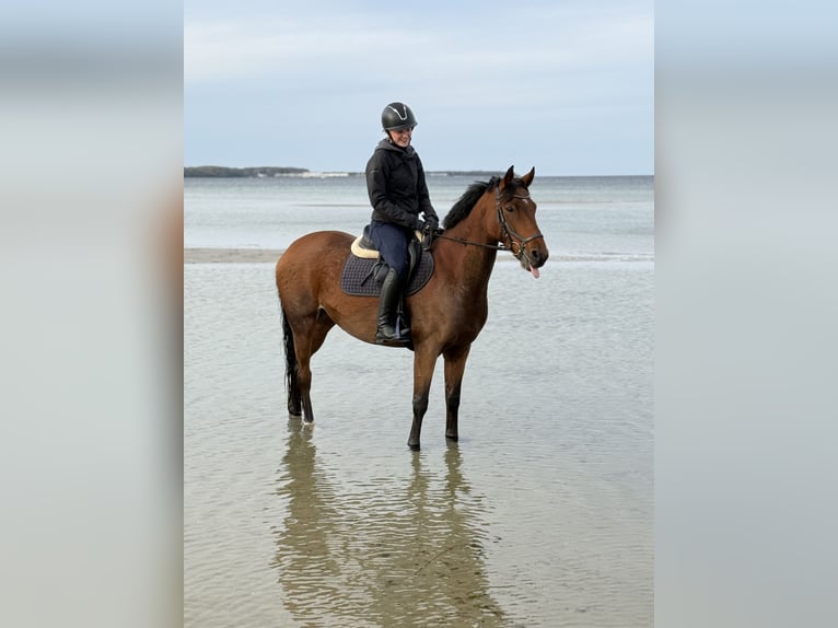 Brandenburg Warmblood Mare 10 years 14,3 hh Brown in Lüdersdorf