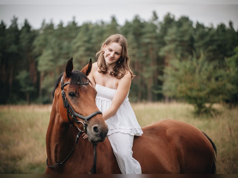 Brandenburg Warmblood Mare 10 years 14,3 hh Brown in Lüdersdorf