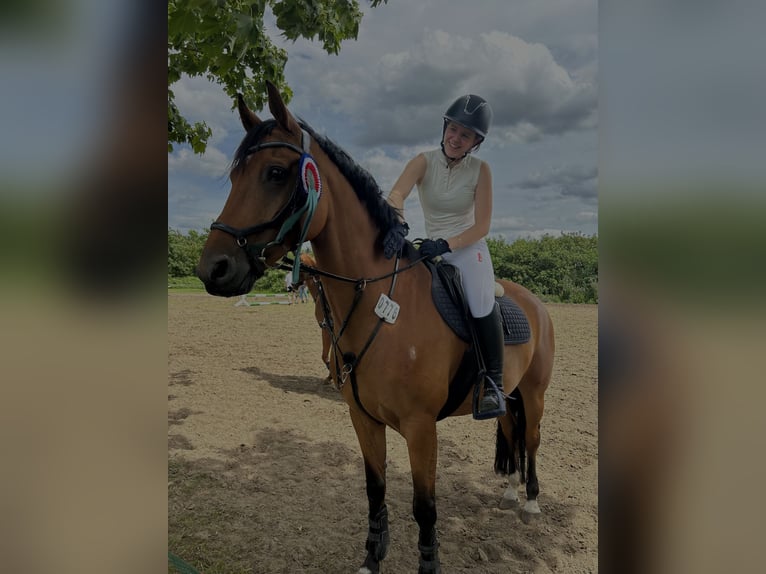 Brandenburg Warmblood Mare 10 years 14,3 hh Brown in Lüdersdorf