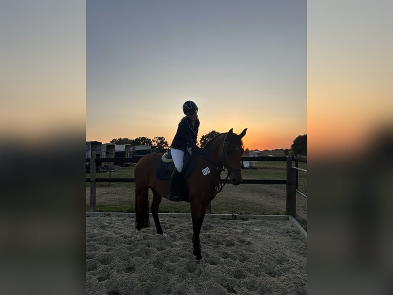 Brandenburg Warmblood Mare 10 years 14,3 hh Brown in Lüdersdorf