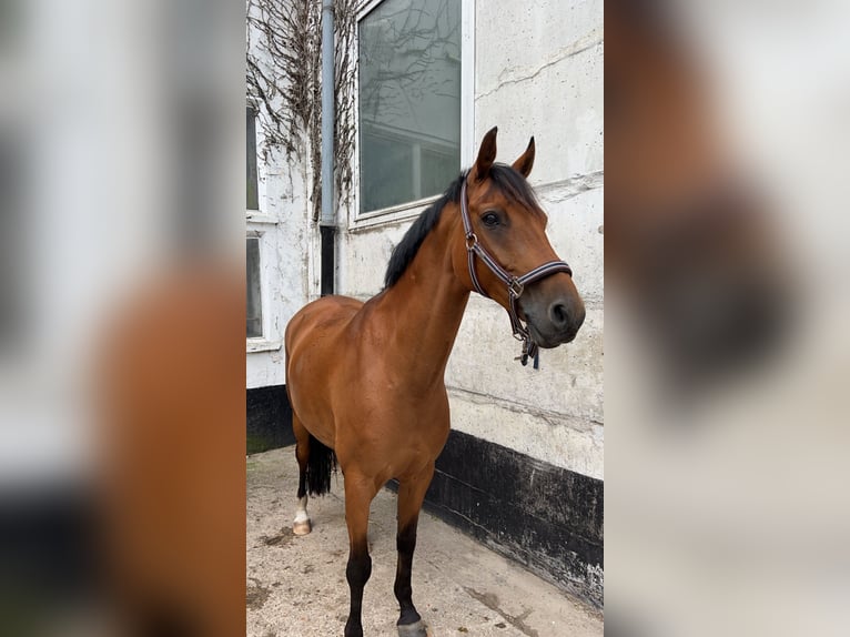 Brandenburg Warmblood Mare 10 years 14,3 hh Brown in Lüdersdorf