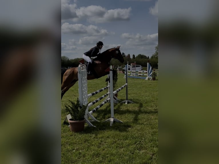 Brandenburg Warmblood Mare 10 years 14,3 hh Brown in Lüdersdorf