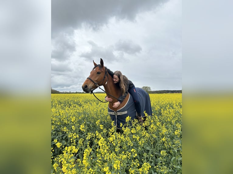 Brandenburg Warmblood Mare 10 years 14,3 hh Brown in Lüdersdorf