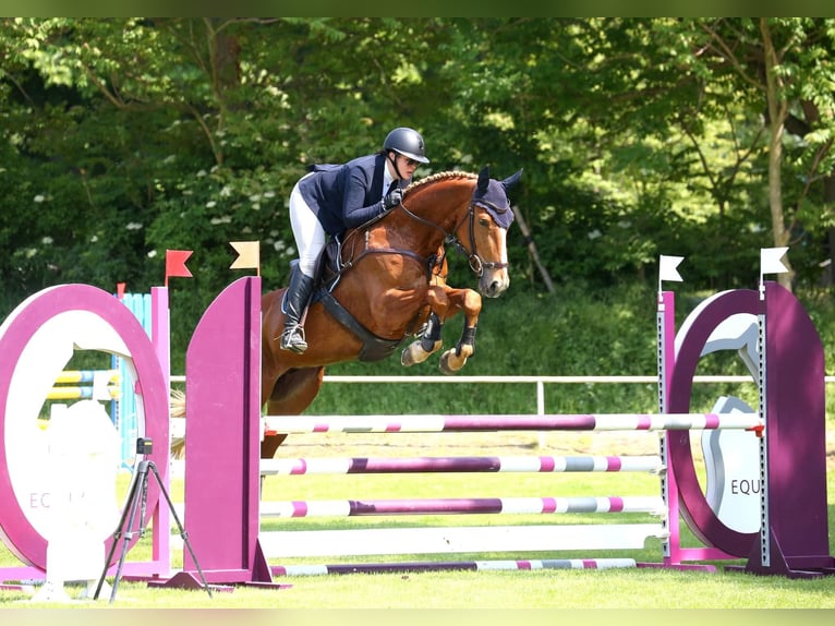 Brandenburg Warmblood Mare 10 years 17,1 hh Chestnut-Red in Graz