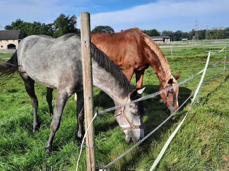 Brandenburg Warmblood Mare 10 years 17,1 hh Chestnut-Red in Graz