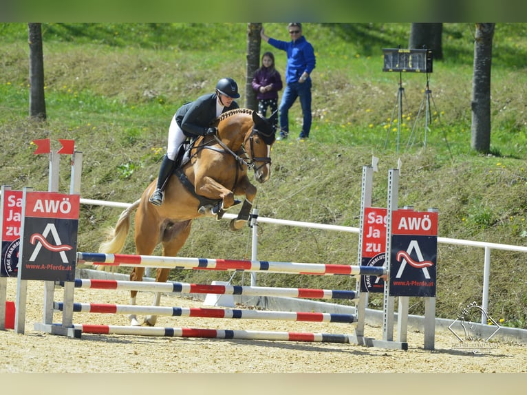 Brandenburg Warmblood Mare 10 years 17,1 hh Chestnut-Red in Graz