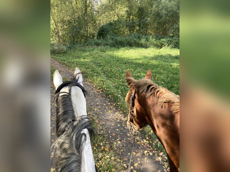 Brandenburg Warmblood Mare 10 years 17,1 hh Chestnut-Red in Graz