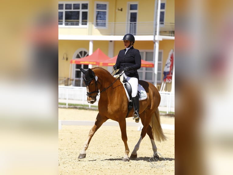 Brandenburg Warmblood Mare 10 years 17,1 hh Chestnut-Red in Graz