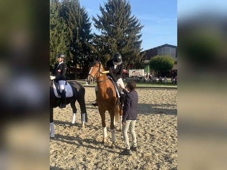 Brandenburg Warmblood Mare 10 years 17,1 hh Chestnut-Red in Graz