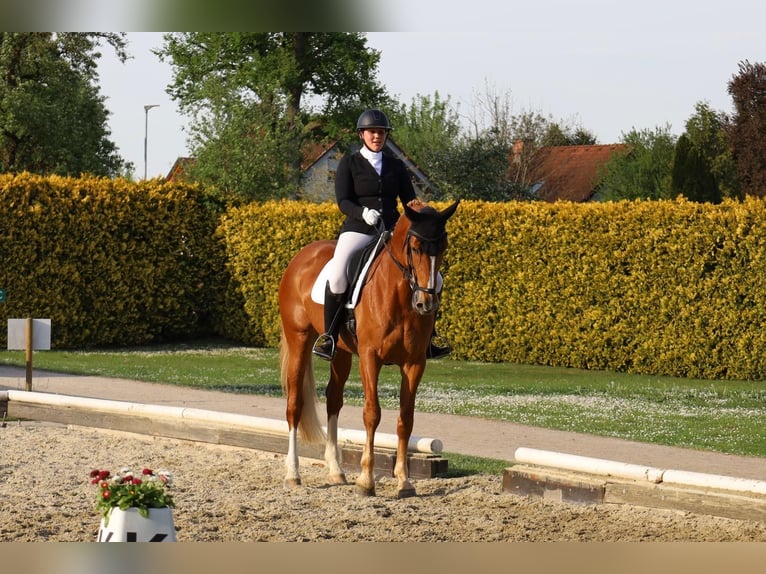 Brandenburg Warmblood Mare 10 years 17,1 hh Chestnut-Red in Graz