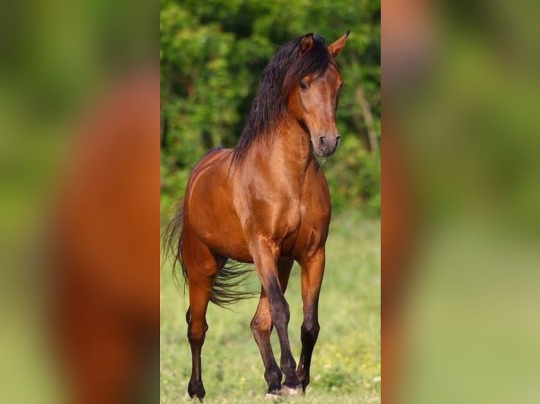 Brandenburg Warmblood Mare 11 years 16,1 hh Brown in Apolda