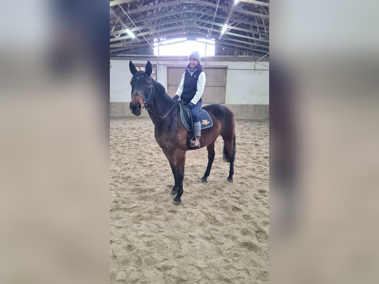 Brandenburg Warmblood Mare 12 years 16 hh Brown in Neuburg an der Donau