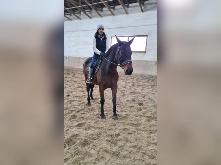 Brandenburg Warmblood Mare 12 years 16 hh Brown in Neuburg an der Donau