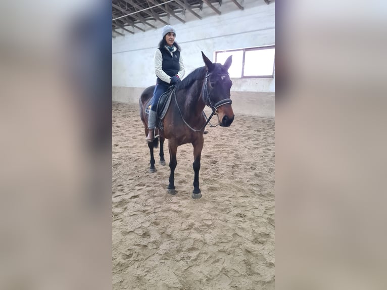 Brandenburg Warmblood Mare 12 years 16 hh Brown in Neuburg an der Donau