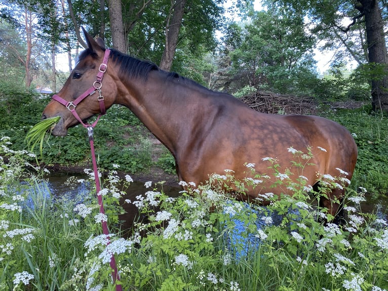 Brandenburg Warmblood Mare 14 years 16 hh Brown in Treuenbrietzen