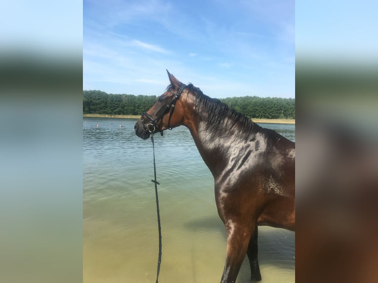 Brandenburg Warmblood Mare 14 years 16 hh Brown in Treuenbrietzen