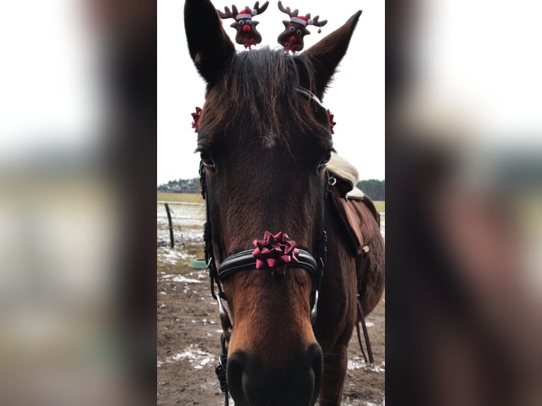 Brandenburg Warmblood Mare 14 years 16 hh Brown in Treuenbrietzen