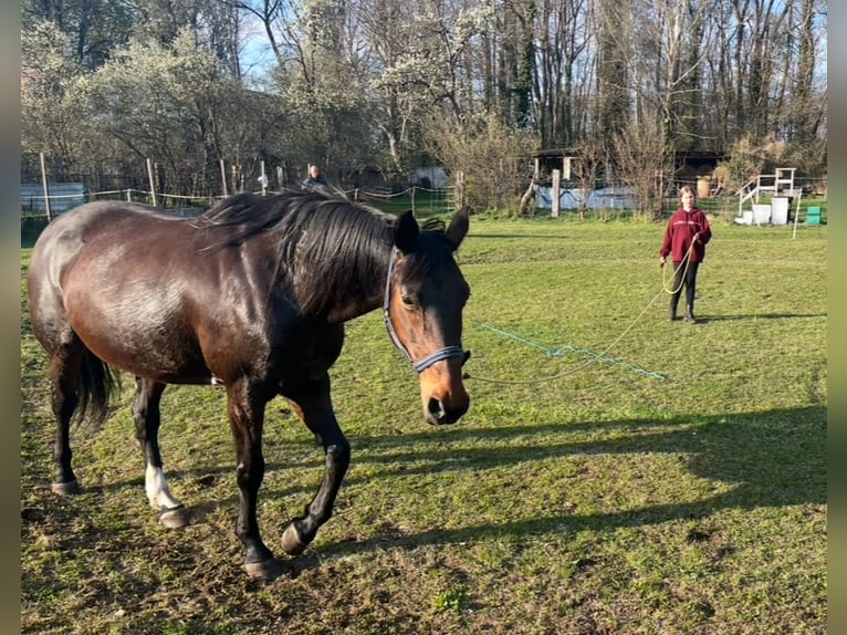 Brandenburg Warmblood Mare 15 years 16,2 hh Brown in Nuthe-Urstromtal