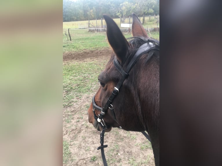 Brandenburg Warmblood Mare 15 years 16,2 hh Brown in Nuthe-Urstromtal
