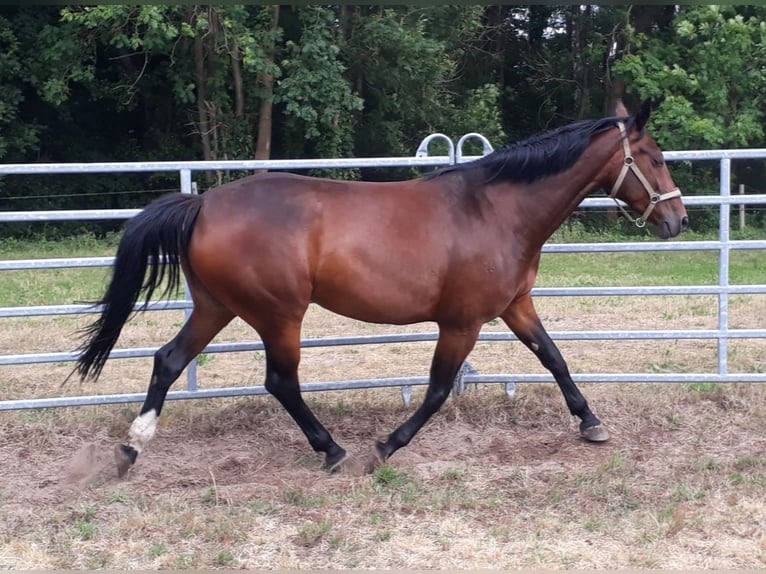 Brandenburg Warmblood Mare 15 years 16,2 hh Brown in Nuthe-Urstromtal