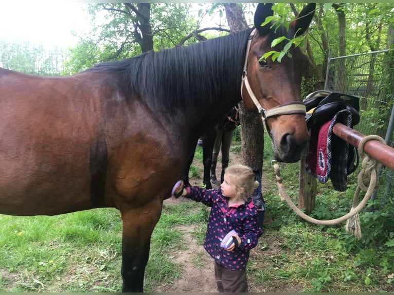 Brandenburg Warmblood Mare 15 years 16,2 hh Brown in Nuthe-Urstromtal