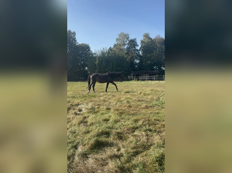 Brandenburg Warmblood Mare 17 years 16.1 hh Brown in Bendestorf