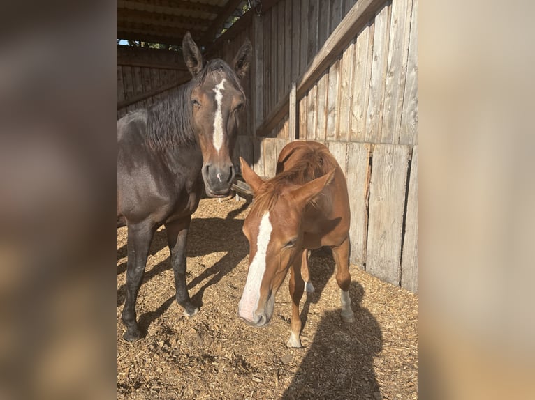 Brandenburg Warmblood Mare 17 years 16,1 hh Brown in Bendestorf