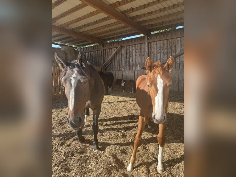 Brandenburg Warmblood Mare 17 years 16,1 hh Brown in Bendestorf