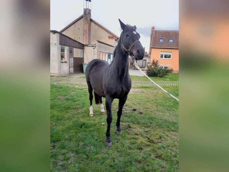 Brandenburg Warmblood Mare 18 years 16 hh Bay-Dark in Karstädt