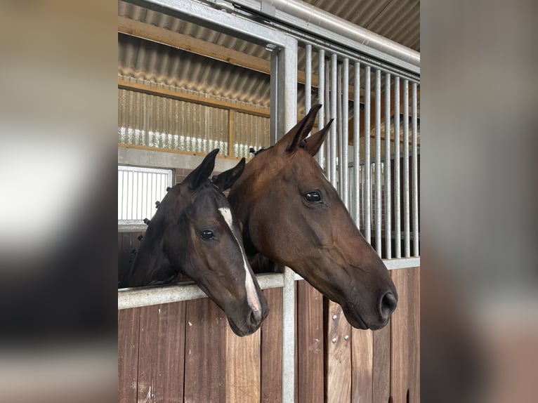 Brandenburg Warmblood Mare 18 years 16,2 hh Bay-Dark in Rotenburg (Wümme)