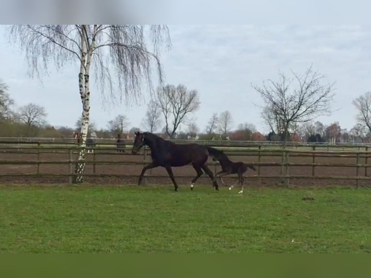 Brandenburg Warmblood Mare 18 years 16,2 hh Bay-Dark in Rotenburg (Wümme)