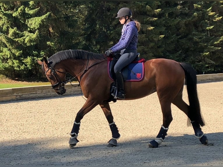 Brandenburg Warmblood Mare 18 years 17 hh Brown in Reutlingen