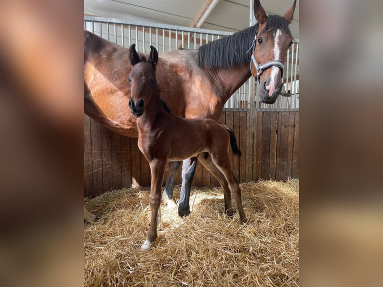 Brandenburg Warmblood Mare 18 years 17 hh Brown in Reutlingen