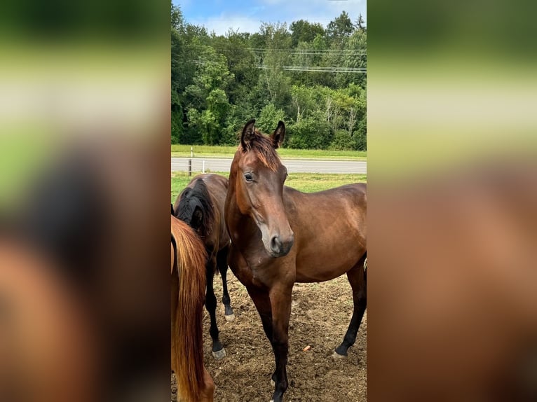 Brandenburg Warmblood Mare 18 years 17 hh Brown in Reutlingen