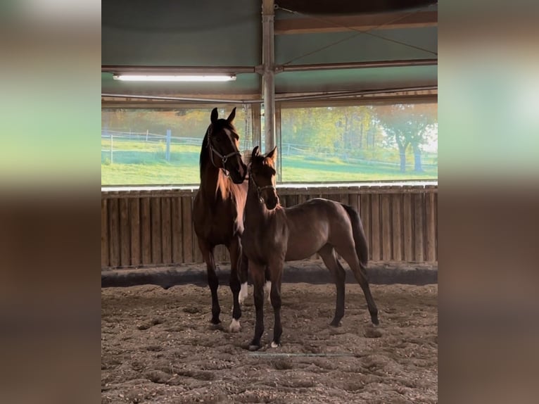 Brandenburg Warmblood Mare 18 years 17 hh Brown in Reutlingen